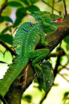 a green and blue lizard sitting on top of a tree branch with its mouth open