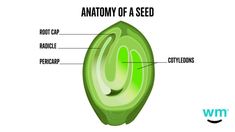 the anatomy of a seed with labels on it