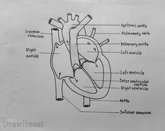 diagram of the human heart and its major vessels, labeled in black on white paper