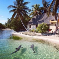 two dolphins are swimming in the clear water near a beach with thatched huts and palm trees