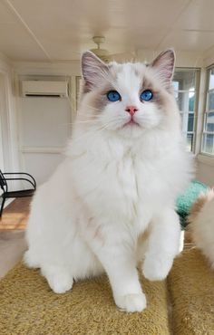 a white cat with blue eyes sitting on top of a carpeted floor next to a window