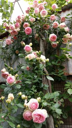 pink roses growing on the side of a building