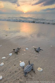 two baby sea turtles crawling into the sand at the beach as the sun goes down