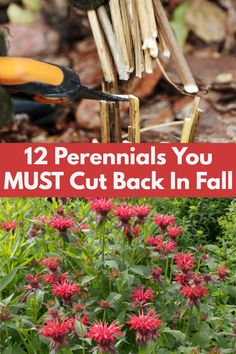 flowers and gardening tools with text overlay that reads 12 perennials you must cut back in fall