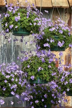 purple flowers are hanging from the side of a wooden wall with green pots filled with them