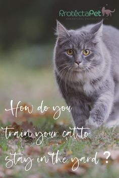 a gray cat walking across a grass covered field with the caption how do you train your cat to stay in the yard?