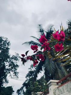 pink flowers are blooming on the side of a building with palm trees in the background