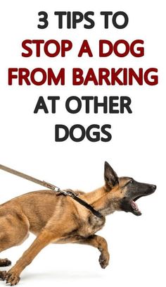 a dog running with the words 3 tips to stop a dog from barking at other dogs