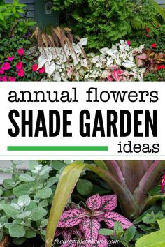 the words annual flowers shade garden ideas are in front of some colorful plants and shrubs