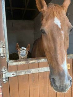 a brown horse standing next to a white horse in a stable with another horse looking out the window