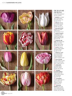 an image of different colored tulips on the page, with instructions for how to grow them