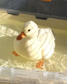 a duck is sitting in the water with it's head turned to the side