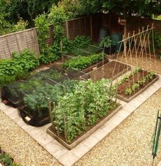 an outdoor vegetable garden with lots of plants