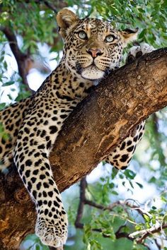 a leopard sitting on top of a tree branch with its eyes open and looking at the camera