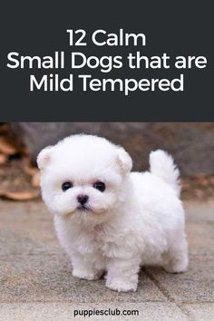 a small white dog standing on top of a cement ground with the words, 12 calm small dogs that are mild tempered