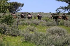 Etosha App is going to be THAT step towards betterment which will help you get close to nature, wildlife, and humanity. Greater Good, Tour Guide, To Learn, Natural Landmarks