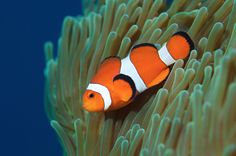 an orange and white clownfish swimming on top of some green sea anemone