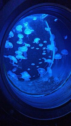 jellyfish are swimming in the water under a blue light inside an aquarium tank at night