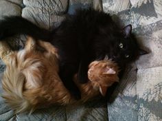 a cat laying on top of a couch next to a stuffed animal