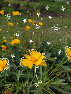 some yellow flowers are in the grass with white stars on them and one flower is blooming