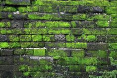 green moss growing on the side of a brick wall