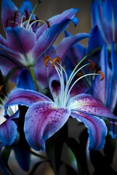 purple and blue flowers in a vase on a table