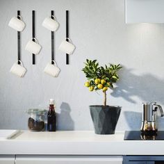 a potted plant sitting on top of a kitchen counter