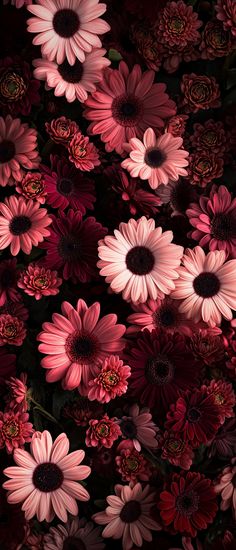 many pink and red flowers are in the middle of a photo with dark background,