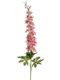 a pink flower with green leaves on a white background