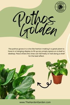 a green plant with the words pothos golden on it and an image of a houseplant