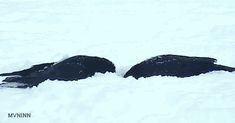 two black birds laying in the snow on top of it's back legs and wings