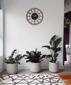 three potted plants sit in front of a clock on the wall next to a rug