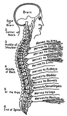 a diagram of the human neck and head, with labels on each side of it