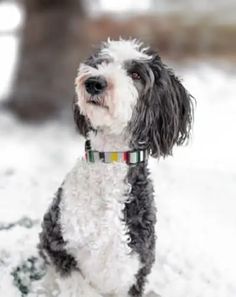 a black and white dog sitting in the snow looking up at something while wearing a colorful collar