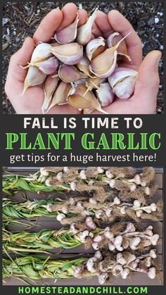 some garlic plants are being held up in front of the words, fall is time to plant garlic get tips for a huge harvest here