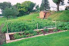 the garden is full of vegetables and plants