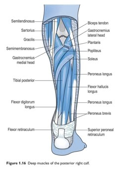 an image of the muscles and their functions