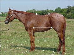 a brown horse standing on top of a lush green field next to a white flower covered field