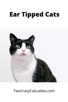 a black and white cat with the caption'ear tipped cats'above it