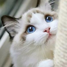 a white and brown cat with blue eyes looks up from behind a scratching post in front of a window