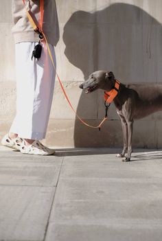 a gray dog with an orange leash standing next to a person wearing white pants and sneakers