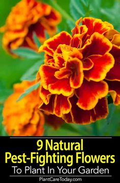 Natural pests control? This list of 9 pest control flowers and plants will invite more beneficial insects to eliminate the pest in your garden. [LEARN MORE] Good Vegetables, Starting Garden, Planting Seed, Farming Garden, Ant Repellent, Flowers To Plant