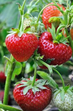 three ripe strawberries hanging from a branch