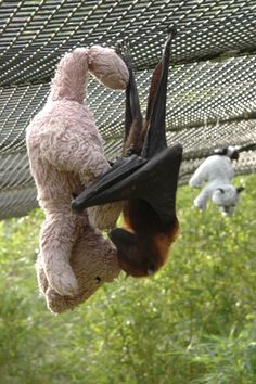 a stuffed animal hanging upside down in the air next to another stuffed animal on a string