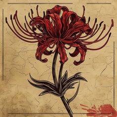 Exclusive Red Spider Lily Tattoo Files Spider Lily Design, Spider Lily Tattoo Design, Red Line Tattoo, Lily Tattoo Sleeve, Shoulder Blade Tattoos, Red Spider Lily Tattoo, Spider Lily Tattoo, Traditional Mehndi, Lily Tattoo Design