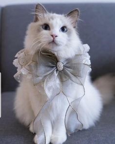 a white cat sitting on top of a couch wearing a silver bow tie with pearls