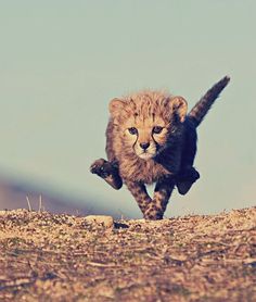 a baby cheetah running across a dry grass covered field with blue sky in the background