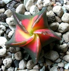 a red and yellow flower sitting on top of rocks next to some water droplets in it