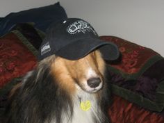 a brown and white dog wearing a black hat