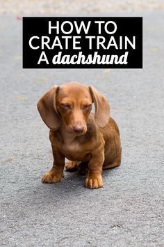 a brown dachshund puppy sitting on the ground with text overlay how to crate train a dachshund